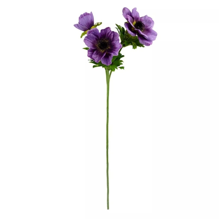 Анемона ветреница фиолетовая