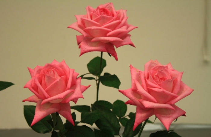 Розочка цветок