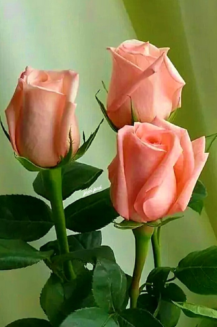 Свежие розы