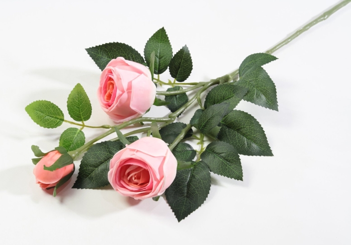 Ветка роз