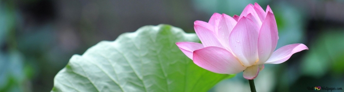 Цветки лотоса