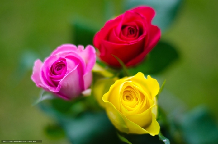 Роза красивая