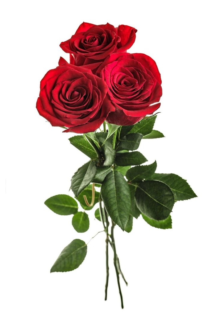 Букет роз красный