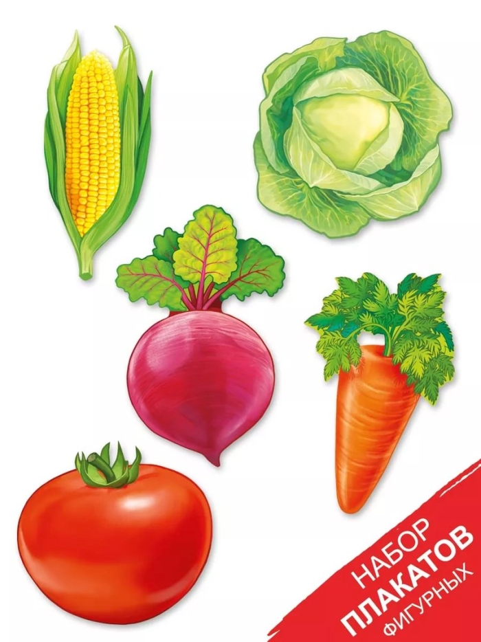 Плакат овощи