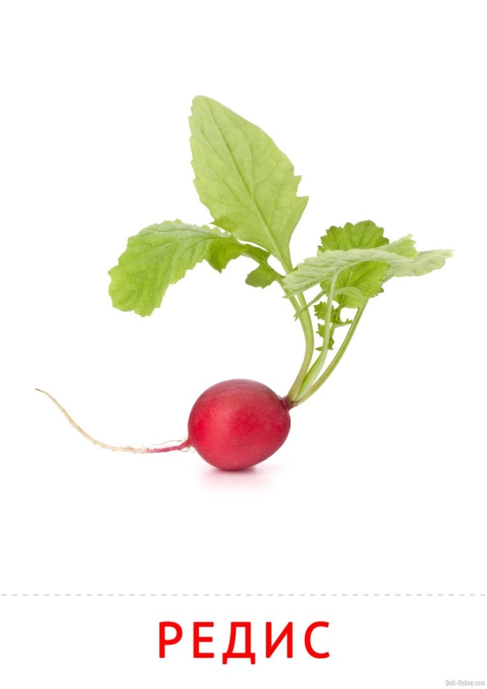 Редис на белом фоне