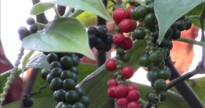 Перец черный горошек растение