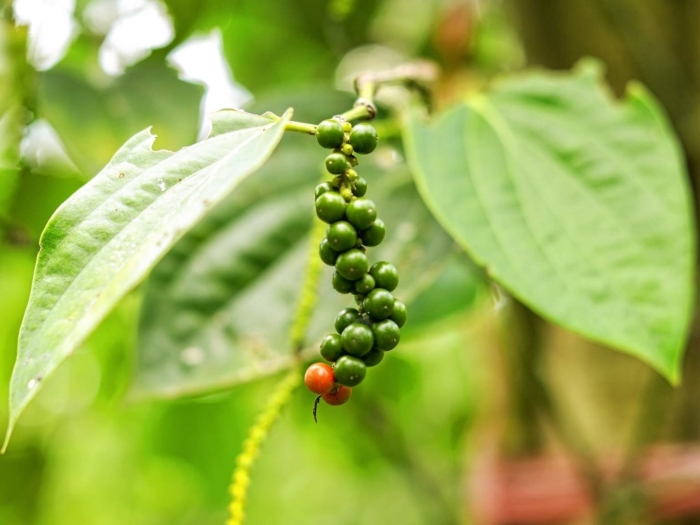 Черный перец лиана