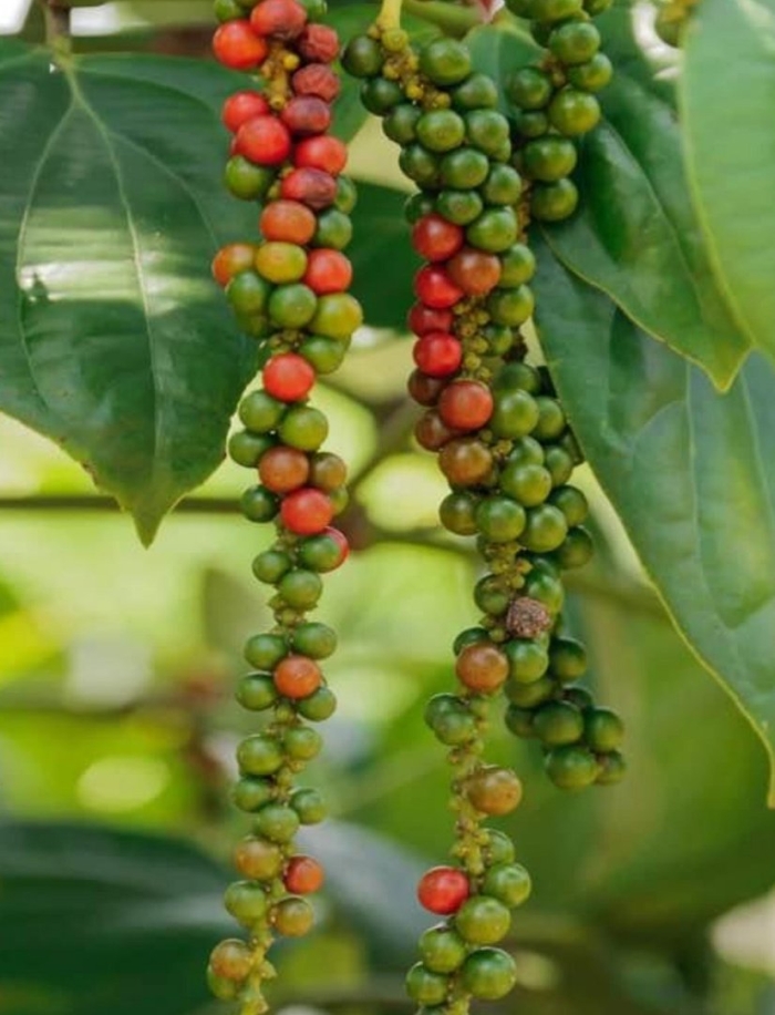 Черный перец дерево