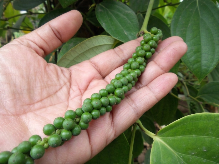 Перец черный горошек растение