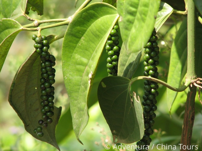 Перец горошком растение