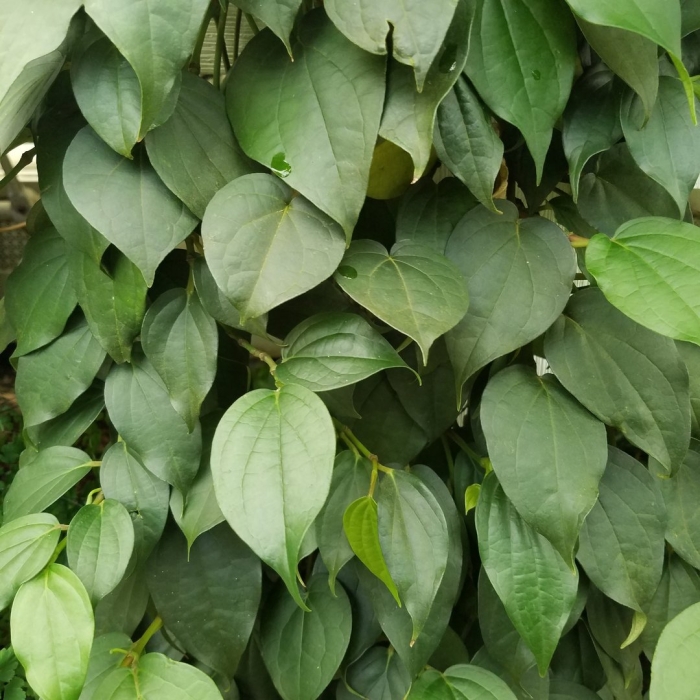 Диоскорея кавказская ниппонская