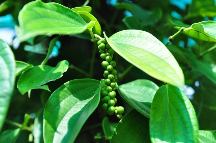 Перец горошком лиана