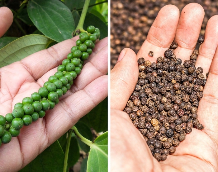 Черный перец растение