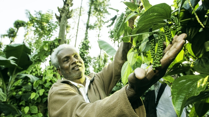 Плантации черного перца
