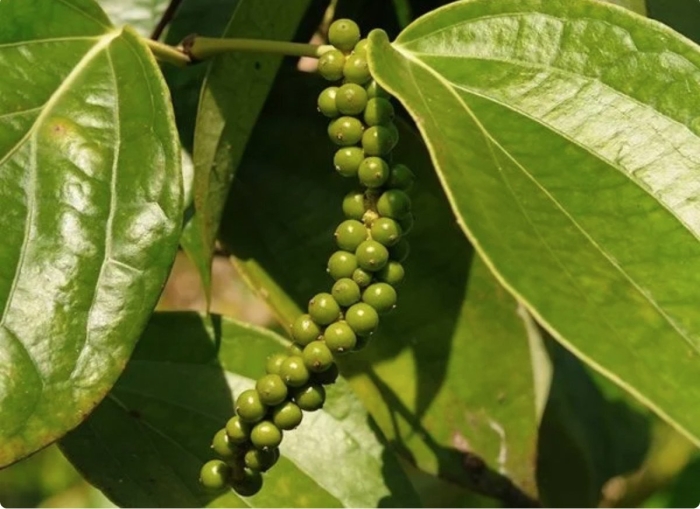 Перец душистый горошек растение