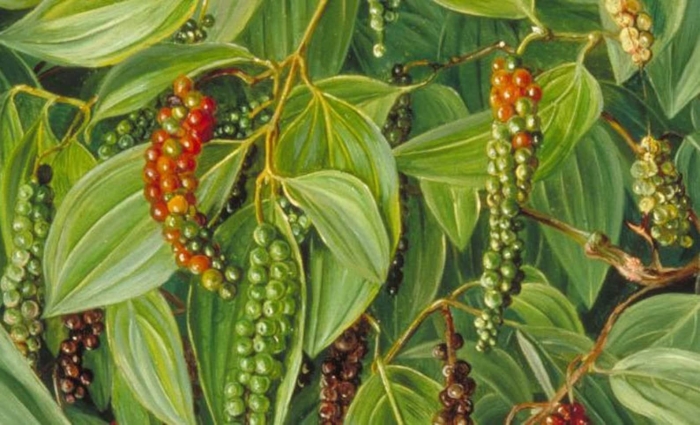 Перец черный piper nigrum