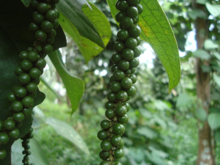 Лиана piper nigrum