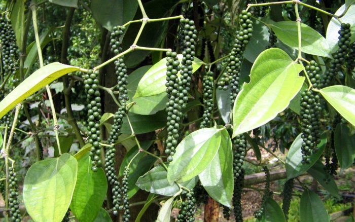 Черный перец лиана