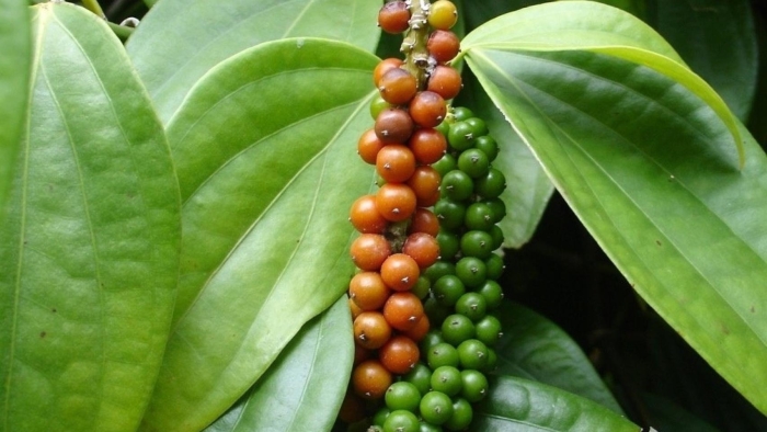 Лиана piper nigrum