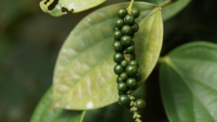 Лиана piper nigrum