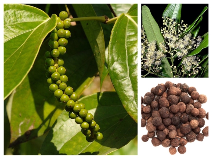 Перец душистый горошек