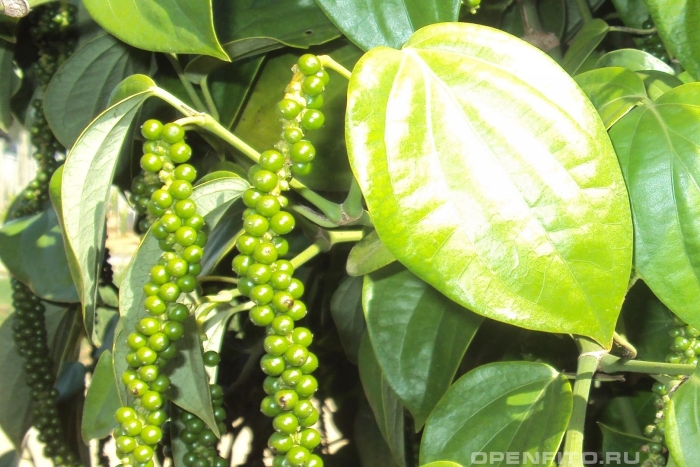 Лиана piper nigrum