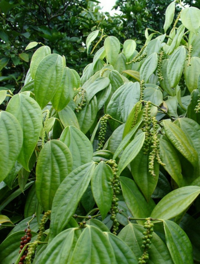 Перец черный piper nigrum