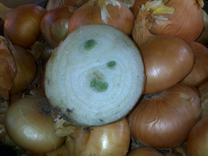 Штутгарт сорт лука