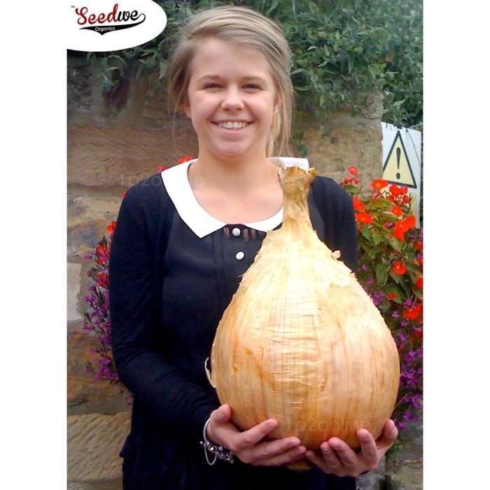 Самый большой лук в мире