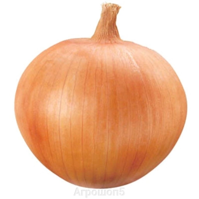 Репчатый лук