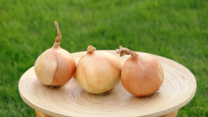 Лук сорт кэнди