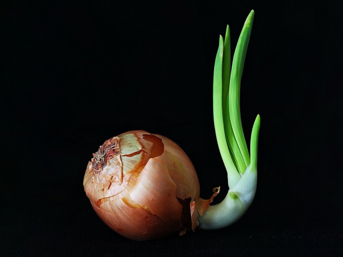 Репчатый лук