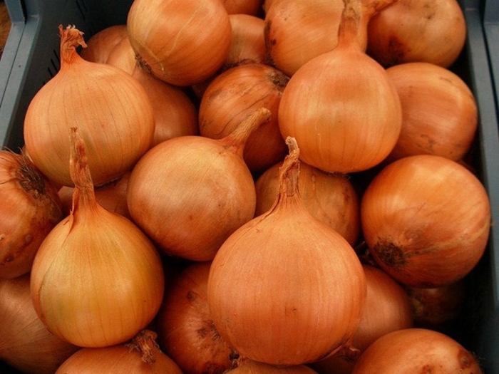 Лук севок сорт