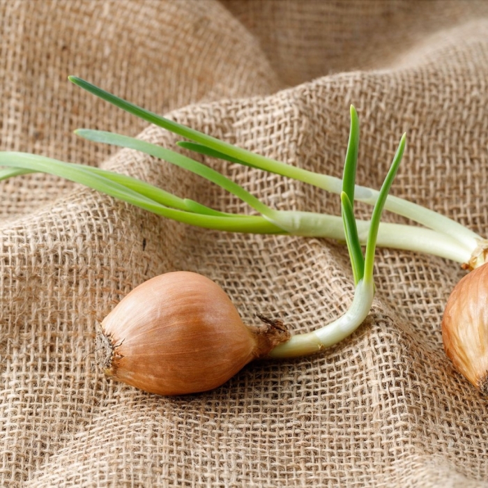 Лук репчатый манас