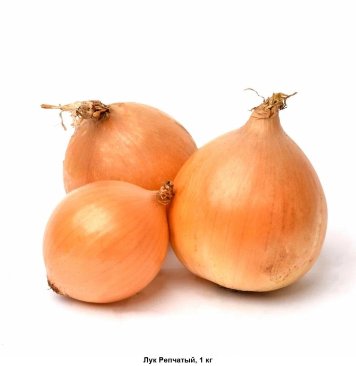 Лук-севок f1 коррадо