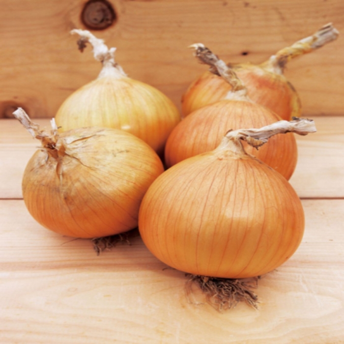 Лук севок кармен