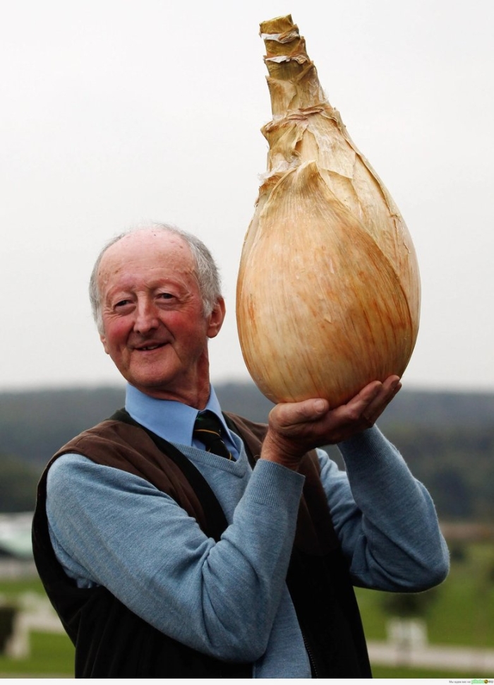 Огромная луковица