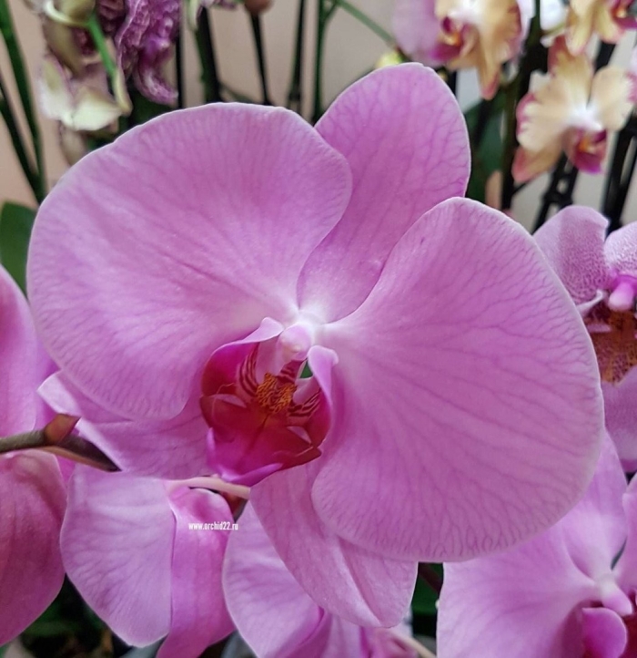 Орхидеи фаленопсис