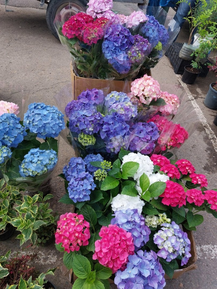 Гортензия крупнолистная лавбла