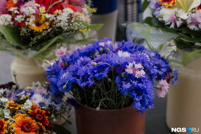 Василек синий полевой