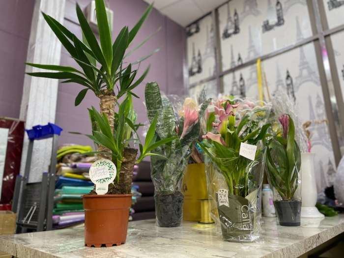 Пальма юкка алоэлистная