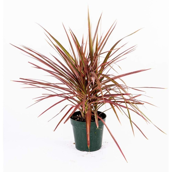 Драцена маргината триколор