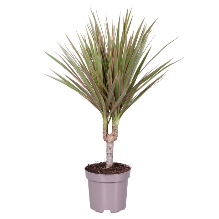 Драцена маргината биколор