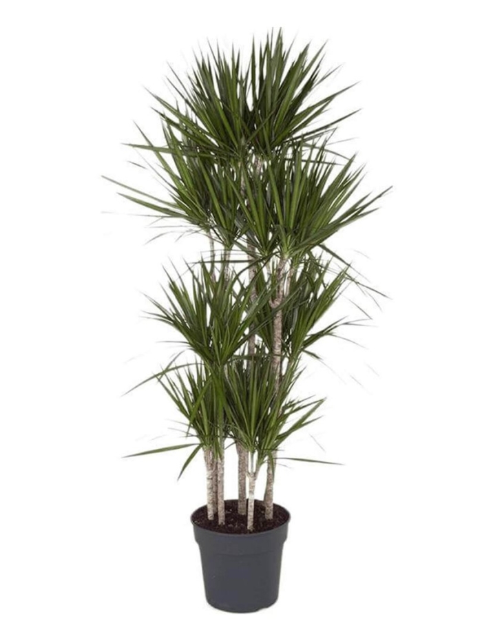 Драцена маргината бранч