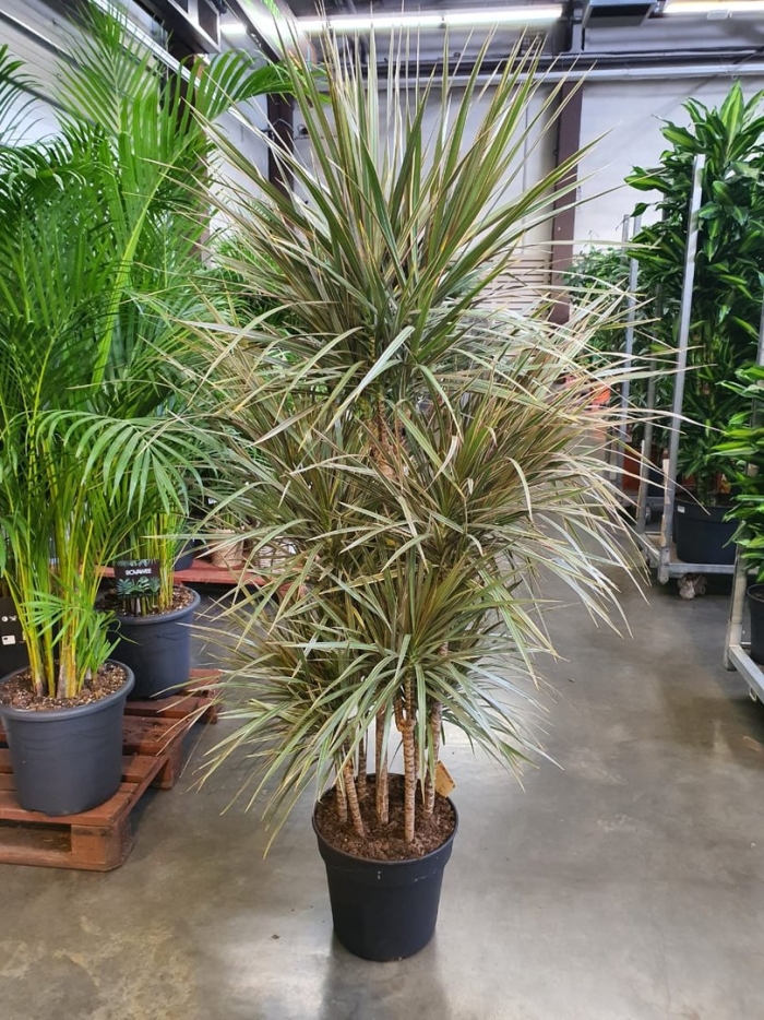 Драцена маргината манжета