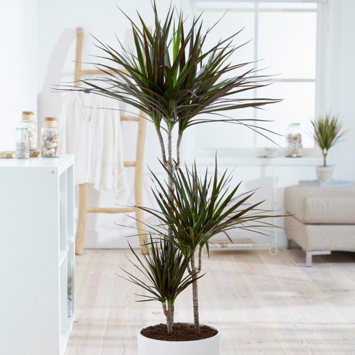 Dracaena marginata