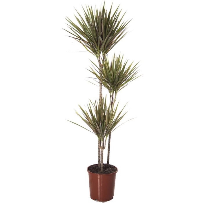 Драцена маргината биколор