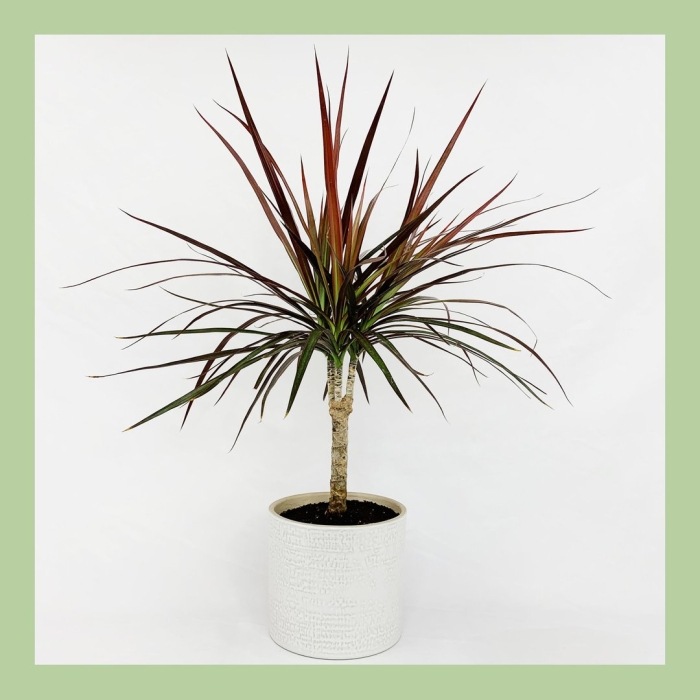 Драцена маргината маджента