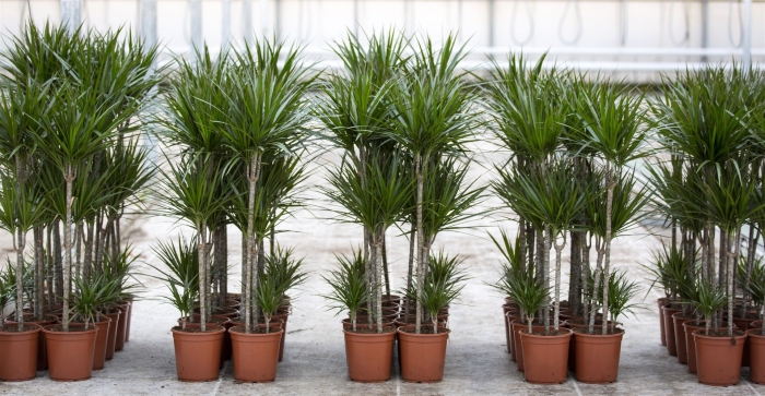 Драцена маргината микс