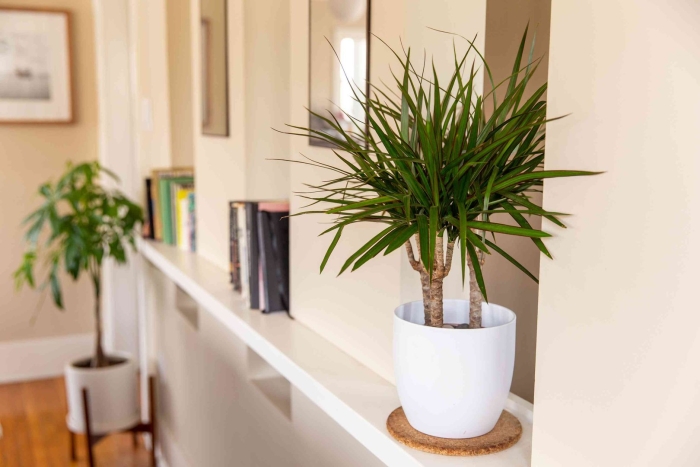 Пальма драцена маргината